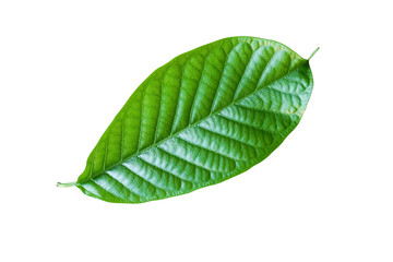 green leaf isolated on white background