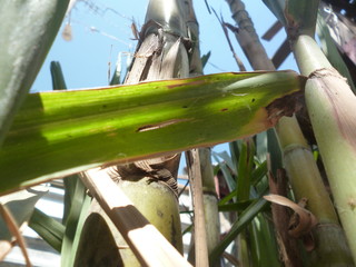 Hoja de caña