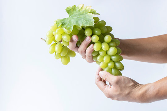 green grape harvest raw material high vitamin c hold on hand white background