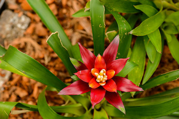 Bromelia (family: Bromeliaceae, subfamily: Bromelioideae) flower plant