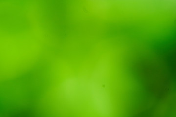 natural green blur abstract background of green leaves