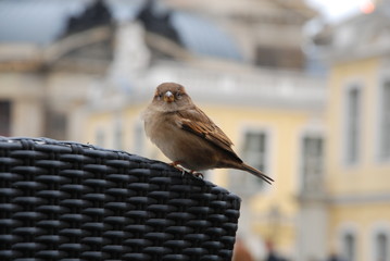 Cute sparrow