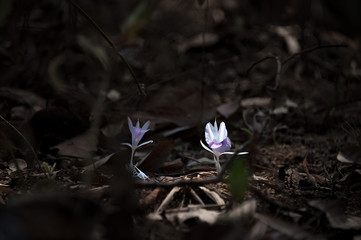 Wild orchid on the ground