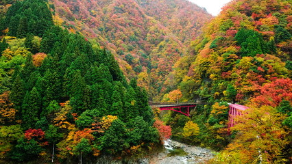 Beautiful view of yamabiko red bridges and mountain river to travel in the train to Kurobe gorge during the Autumn Season, Toyama, Japan ,Leaves color change.