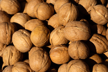 Inshell walnuts. Lots of walnuts in bright sunlight