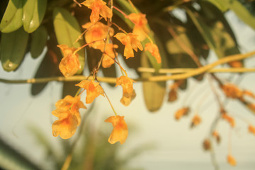 yellow orchids Bunch of YelloW Honey fragrant orchid