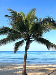 Fototapeta na wymiar Beach and palm trees on the island of Phuket