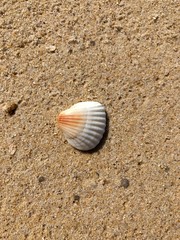 Beach and palm trees on the island of Phuket in Thailand