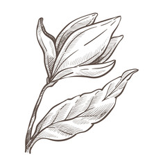 Flower isolated sketch, magnolia plant pencil drawing