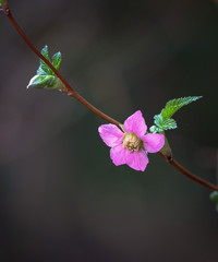 Purple-flowering raspberry on bokeh background in rainforest of British Columbia.