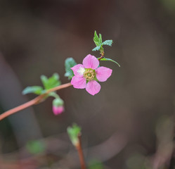 Purple-flowering raspberry on bokeh background in rainforest of British Columbia.