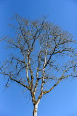 Fototapeta premium tree and sky