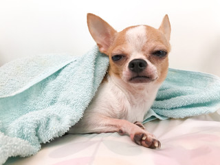 Closeup portrait of small mini chihuahua dog, puppy in blanket, sleepy dog, white and red little dog, sleepy dog.	