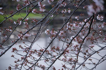 Cherry Blossoms　sakura tree
