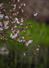 Cherry Blossoms　sakura tree