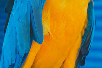 Obraz premium Parrot feathers yellow and blue exotic texture