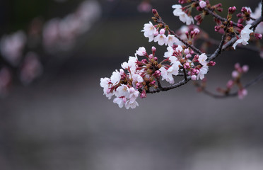 Cherry Blossoms　sakura tree