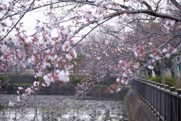 Cherry Blossoms　sakura tree