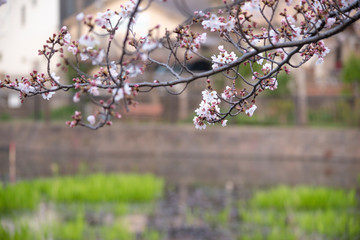 Cherry Blossoms　sakura tree