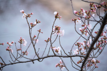 Cherry Blossoms　sakura tree