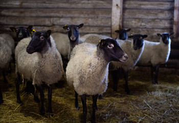 A herd of domestic sheep on a livestock farm.