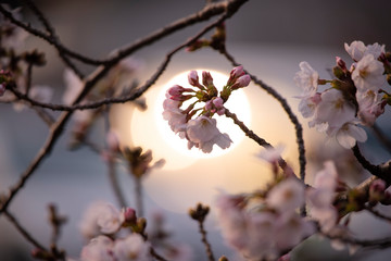 Cherry Blossoms　sakura tree
