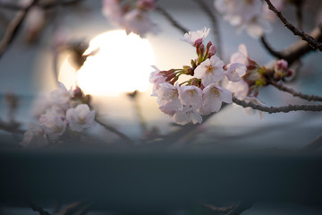 Cherry Blossoms　sakura tree