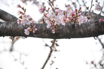 Cherry Blossoms　sakura tree