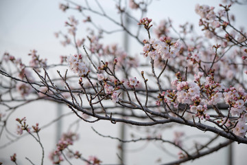 Cherry Blossoms　sakura tree
