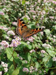 Tortoiseshell butterfly on buckwheat flowers