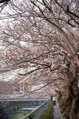 Cherry Blossoms　sakura tree