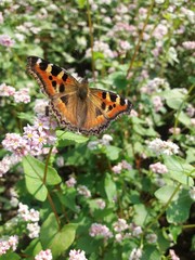 Tortoiseshell butterfly on buckwheat flowers