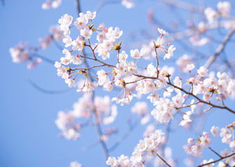 Cherry Blossoms　sakura tree