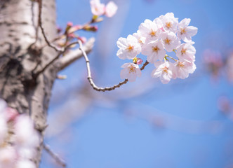 Cherry Blossoms　sakura tree