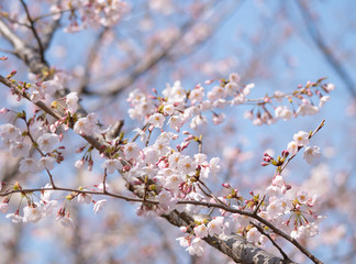 Obraz premium Cherry Blossoms sakura tree