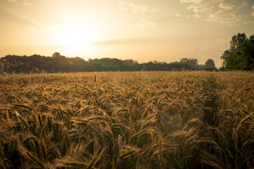 Wheat field in the early morning