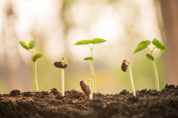 plant growing in morning light green nature bokeh background, new life, business financial progress cultivation. agriculture, horticulture. plant growth evolution from seed to sapling, ecology concept