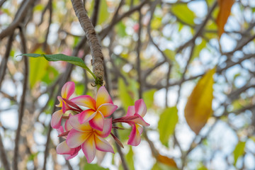 pink plumeria or frangipani flowers
