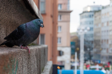 Pigeon looking at the city of Zagreb