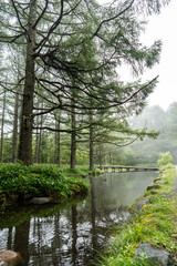 Fototapeta na wymiar 橋のある霧深い森の風景
