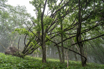 Fototapeta na wymiar 霧深い森の中の倒木