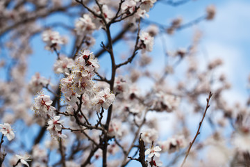 Spring flowers. Flowering apricot trees outdoors. Beautiful banner of natural