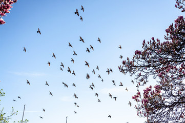 Birds flying with clear blue skies 