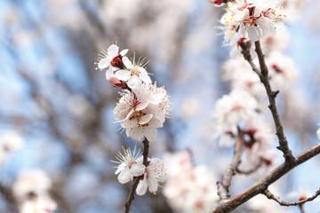 Spring flowers. Flowering apricot trees outdoors. Beautiful banner of natural