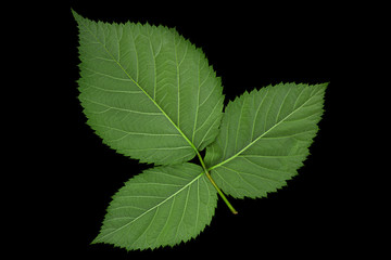 Blackberry fruit leaf closeup