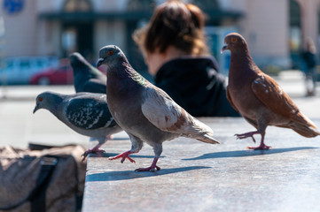 Pigeons looking for food 