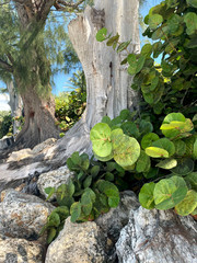 Beautiful landscape. Side view of the stony ocean shore with tropical vegetation. Dry tree on the stones. Vertical, free space, nobody. Concept of recreation and tourism.