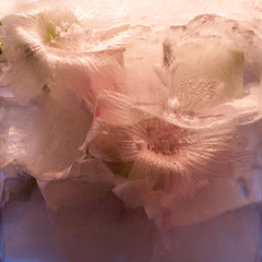 Background of  Málva, mallow  flower    in ice   cube with air bubbles.
