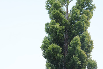 Fresh green fir or pine tree 