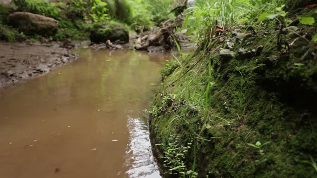Natural habitat of the mexican Ferocious water big